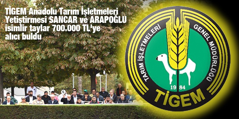 TİGEM Anadolu Tarım İşletmeleri Yetiştirmesi SANCAR ve ARAPOĞLU isimlir taylar 700.000 TL'ye alıcı buldu