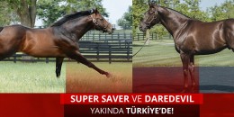 TJK Yeni Aygırları SUPER SAVER ve DAREDEVIL ile birlikte 5 yeni aygır oldu