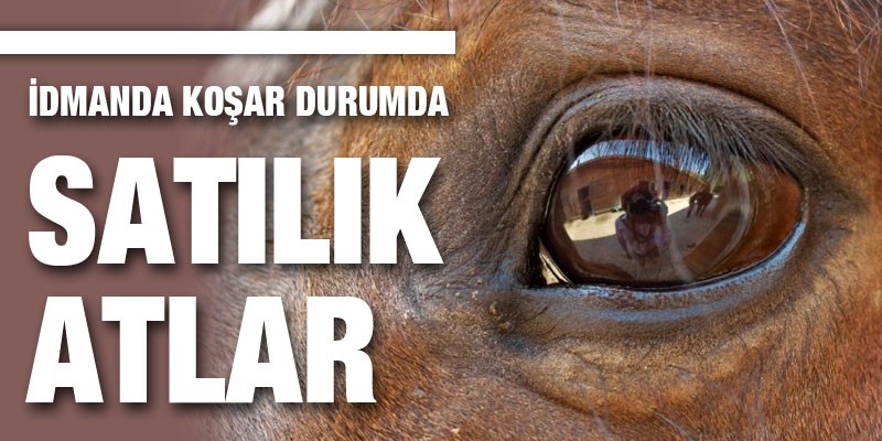 İdmanda Koşar Durumda Satılık Atlar
