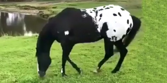 Çok güzel eşgalli İngiliz atı