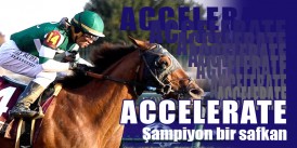 ACCELERATE Şampiyon bir safkan