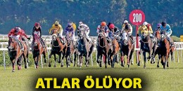 Atlar Ölüyor !