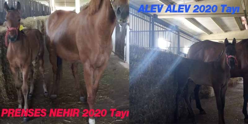 Satılık 2020 Doğumlu İngiliz tayları