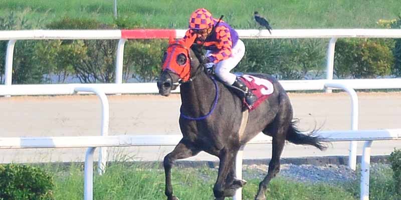 Satılık Güzel Orijinli İngiliz Atı “BUGÜN AL YARIN KOŞ”