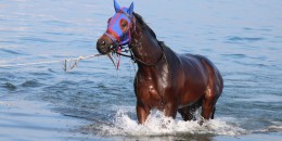 Milyonluk yarış atları, Yalova’da yüzdürülüyor