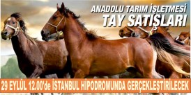 Anadolu Tarım İşletmesi tayları satışa sunuluyor