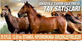 Anadolu Tarım İşletmesi tayları satışa sunuluyor