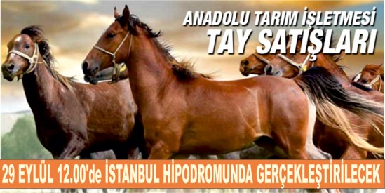 Anadolu Tarım İşletmesi tayları satışa sunuluyor
