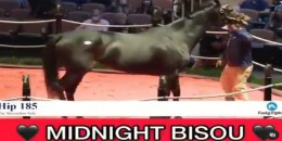 Gece yarısı MIDNIGHT BISOU satıldı
