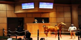 Cumartesi günü G1Breeders'Cup kazandı Pazartesi günü 9.500.000$ dolara satıldı.
