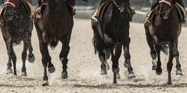 AGF%24(1)At oldu 15 kırbaç vurdu koşuyu kazandı.Mehmet Salih Çelik neden 10 gün at binmeme cezası aldı.Enver Şimşek  safkana kırbaç vurmaktan kaç gün at binmeme cezası aldı