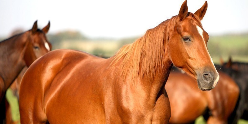 Eküriden Kadro Fazlası Satılık Atlar