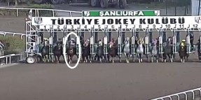 ÝUTANGİRDAP Ahıra koşmadan erken gitmek isteyince Jokeyini düşürdü sonra ne oldu.