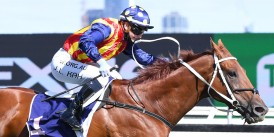 13 Şubat Cumartesi günü Grup1 Black Cavier Lightning Stakes de Kadın jokeyi Jamie Kah ile NATURE STRIP kazandı.
