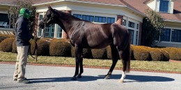 TJK Aygiri Daredevil Thoroughbred Daily News’un manşetinde