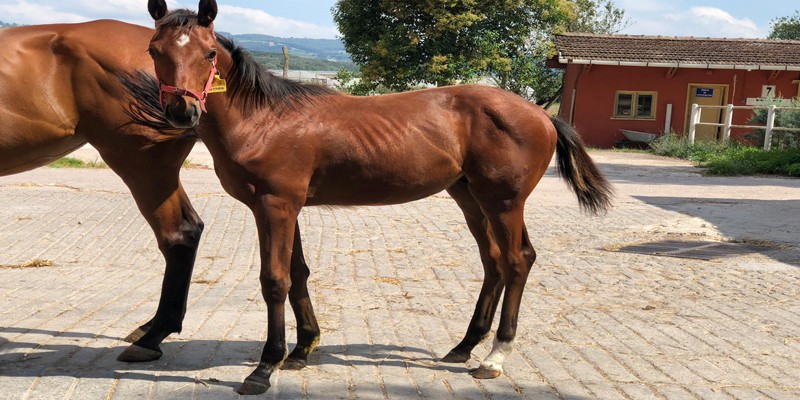 Satılık 1’li Güzel Eşgalli İngiliz Tayı