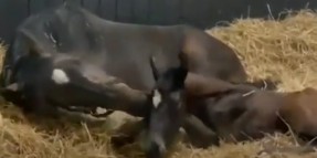 Annenin küçük bir cesaretlendirmesi, bu küçük çocuğu ayağa kaldırmak için tek gereken şeydi