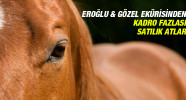 Eroğlu &amp; Gözel Ekürisi'nden Kadro Fazlası Satılık Atlar