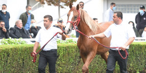 Tarihi rekor!!! Açık artırmada 1.200.000 TL’ye safkan Arap tayı satıldı.