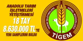 Anadolu Tarım İşletmeleri yetiştirmesi taylar 8.630.000 TL’ye alıcı buldu