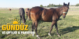 Gündüz At Çiftliği Pansiyon hizmeti için yetiştiricilerimiz hizmetinde...
