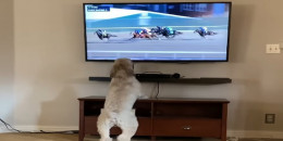 Köpek Televizyondan At Yarışlarını izliyor